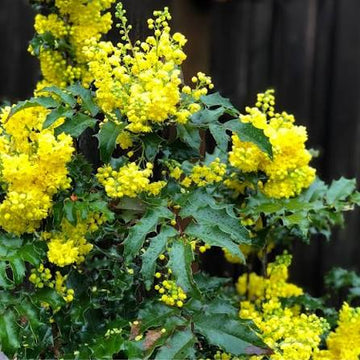 Tall Oregon Grape Mahonia aquifolium seeds for garden planting