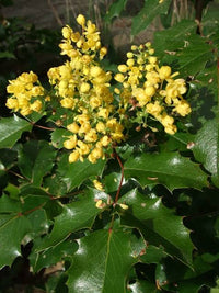 Mahonia aquifolium evergreen shrub with glossy green spiny-edged leaves