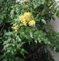 Oregon Grape Mahonia aquifolium seeds for ornamental shrub gardening