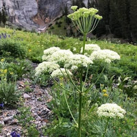 Osha Ligusticum porteri herb seeds for botanical garden planting