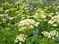 Ligusticum porteri Osha seeds for botanical plant collections