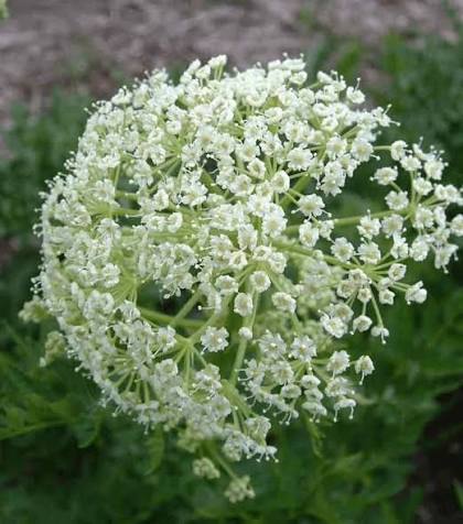 Osha Ligusticum porteri botanical seeds for specialty gardens