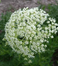 Osha Ligusticum porteri botanical seeds for specialty gardens