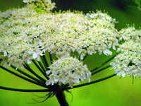 Ligusticum porteri Osha seeds for perennial herb garden planting