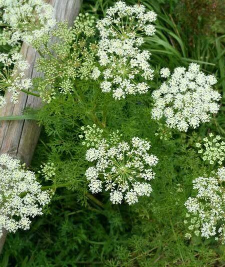 Ligusticum porteri Osha perennial plant seeds for natural landscapes