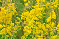 Our Lady’s Bedstraw Galium verum perennial wildflower with clusters of golden-yellow flowers