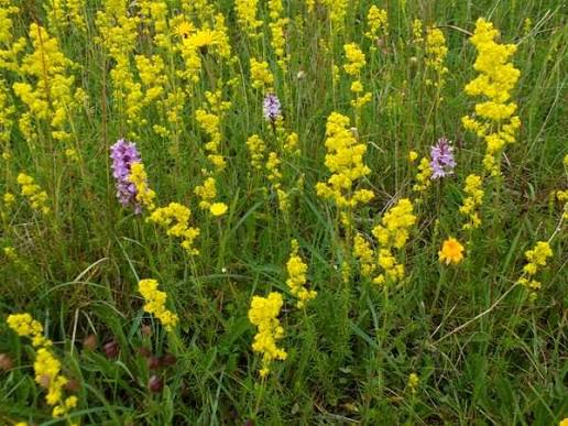 Our Lady’s Bedstraw Galium verum seeds for perennial wildflower gardens and outdoor planting