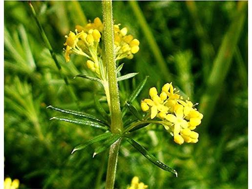 Galium verum perennial flowering herb for home gardens and botanical collections