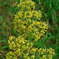 Our Lady's Bedstraw Galium verum seeds for wildflower meadows and gardens