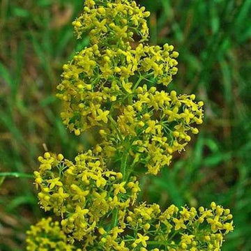 Our Lady’s Bedstraw Galium verum perennial wildflower with golden-yellow flower clusters