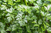 Italian Parsley Petroselinum crispum Herb Seeds for Kitchen Gardens, Culinary Herbs, and Outdoor Growing