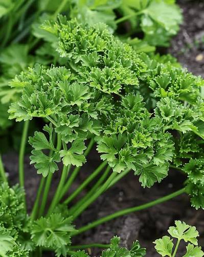 Petroselinum crispum Italian Parsley Herb Seeds for Culinary Herb Gardens and Home Growing