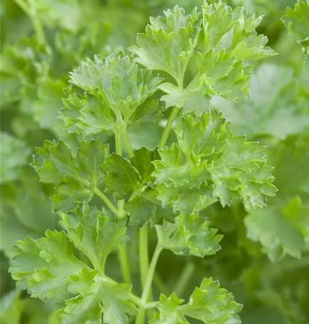 Flat Leaf Italian Parsley Petroselinum crispum growing in a home kitchen herb garden