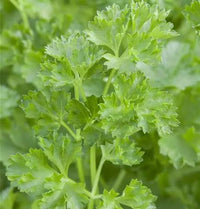 Flat Leaf Italian Parsley Petroselinum crispum growing in a home kitchen herb garden