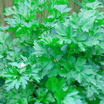 Italian Parsley Petroselinum crispum herb plant with fresh green flat leaves in a garden