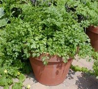 Italian Flat Leaf Parsley Petroselinum crispum Herb Seeds for Kitchen Gardens and Fresh Culinary Growing