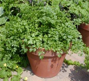 Fresh Italian Flat Leaf Parsley Petroselinum crispum plant with green culinary foliage