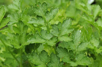 Italian Parsley Petroselinum crispum herb plant with fresh green flat leaves for culinary gardening