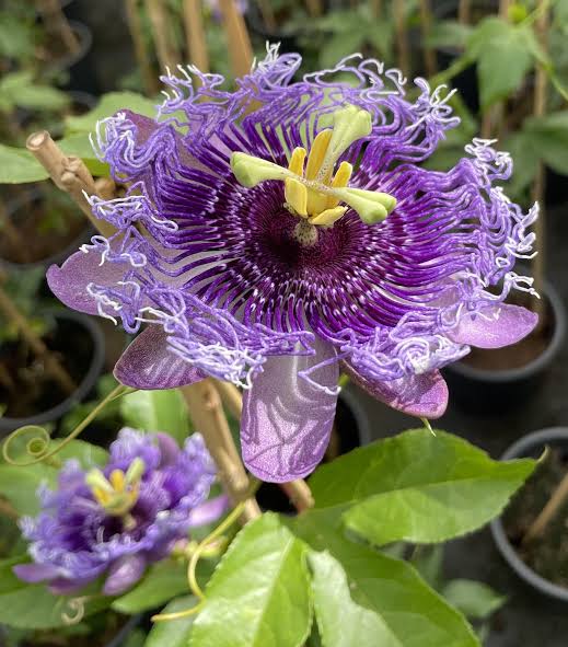 Passiflora incarnata Official Passionflower seeds for perennial flowering vine cultivation