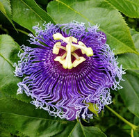 Official Passionflower Passiflora incarnata seeds for ornamental climbing vine cultivation