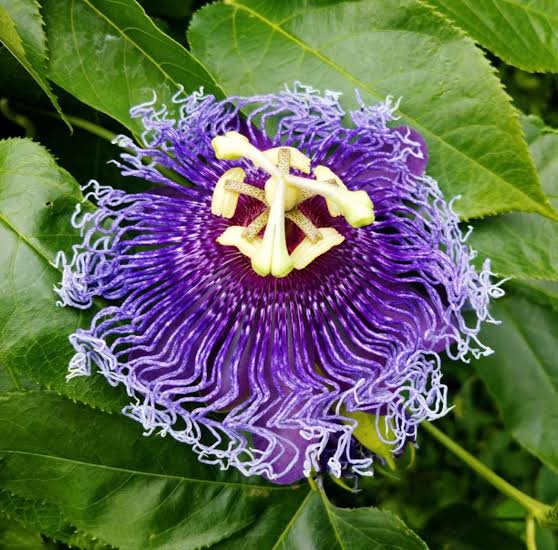 Passiflora edulis Purple Passion Fruit vine seeds for trellis growing and home garden cultivation