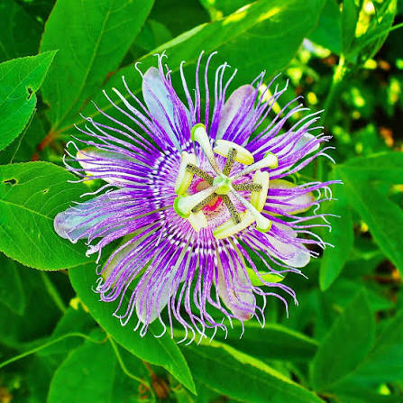Official Passionflower Passiflora incarnata Seeds for Ornamental Climbing Vines and Home Gardens