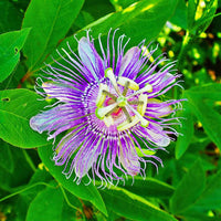Purple Passionflower Passiflora edulis Seeds for Tropical Gardens and Ornamental Climbing Vines