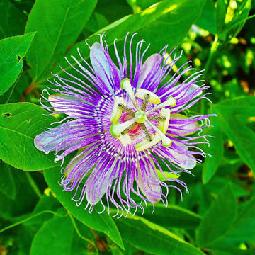 Official Passionflower Passiflora incarnata perennial vine seeds for ornamental flower gardens