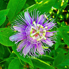 Passiflora incarnata Purple Passionflower vine with intricate lavender and white flowers