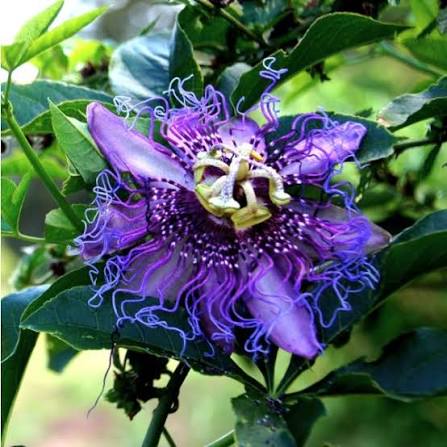 Purple Passionflower Passiflora edulis seeds for climbing vine and fruit garden cultivation