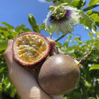 Purple Passionflower Passiflora edulis Seeds for Tropical Gardens, Climbing Vines and Fruit Growing