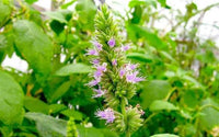 Pogostemon cablin True Patchouli plant with broad textured green leaves and branching stems