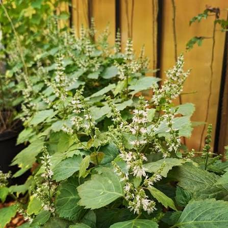 True Patchouli Pogostemon cablin herb seeds for aromatic gardens and botanical cultivation