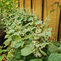 True Patchouli Pogostemon cablin herb seeds for aromatic gardens and botanical cultivation