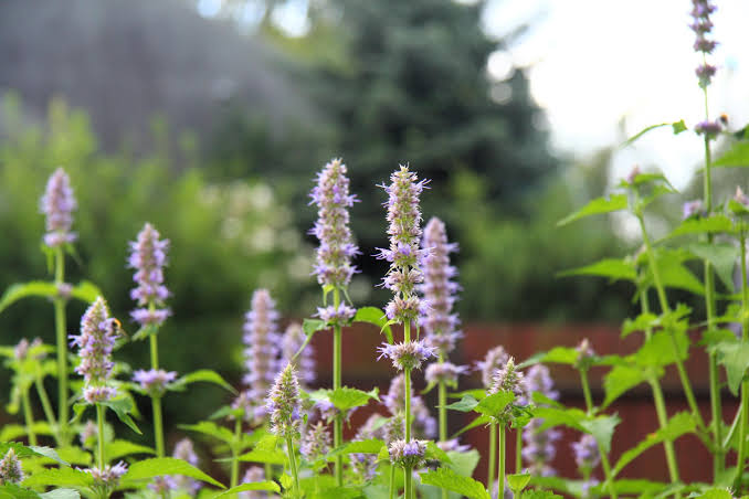 True Patchouli Pogostemon cablin aromatic herb seeds for botanical garden cultivation