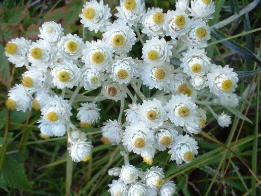 Pearly Everlasting Anaphalis margaritacea Seeds for Perennial Flower Gardens and Natural Landscapes
