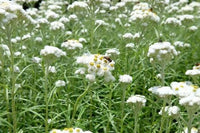 Pearly Everlasting Anaphalis margaritacea flower seeds for cottage gardens and ornamental planting