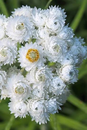 Anaphalis margaritacea Pearly Everlasting plant with white papery flowers and silvery-green foliage