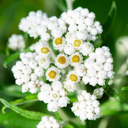 Pearly Everlasting Anaphalis margaritacea flower seeds for perennial gardens and natural landscape planting