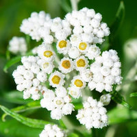 Anaphalis margaritacea Pearly Everlasting flower seeds for ornamental gardens and meadow planting