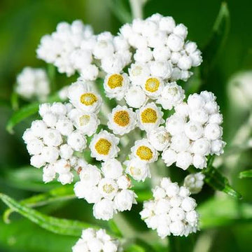 Anaphalis margaritacea Pearly Everlasting flower seeds for ornamental gardens and meadow planting