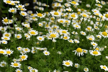 Mount Atlas Daisy Pellitory Anacyclus pyrethrum seeds for specialty herb garden cultivation