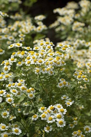 Mount Atlas Daisy Anacyclus pyrethrum Pellitory seeds for perennial garden cultivation