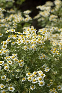 Anacyclus pyrethrum Mount Atlas Daisy plant with finely divided green foliage and white daisy-like flowers