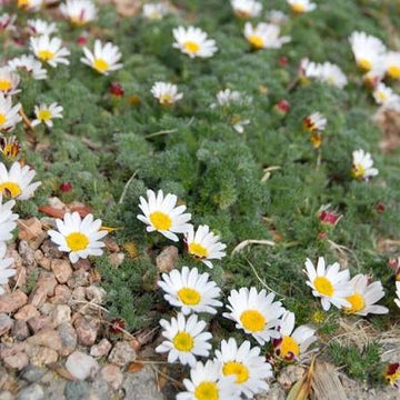 Pellitory Mount Atlas Daisy Anacyclus pyrethrum seeds for herb garden and botanical cultivation