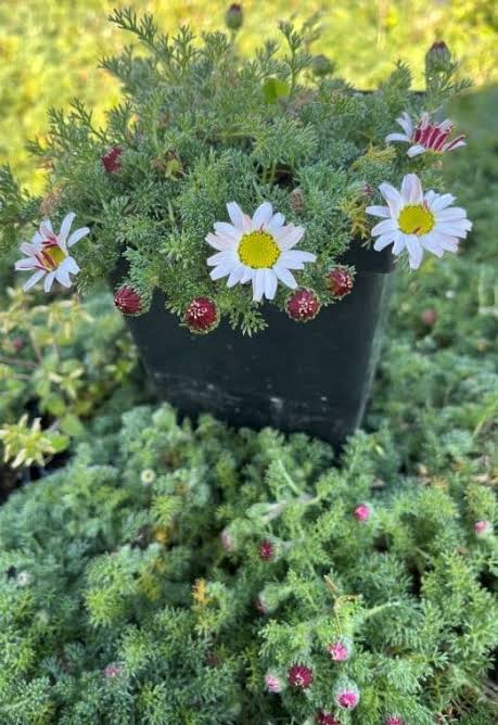Anacyclus pyrethrum Mount Atlas Daisy plant with finely divided green foliage and daisy-like flowers