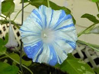 Chiaki With Petaloids – Garden Flower Seeds
