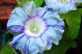 Chiaki With Petaloids – Garden Flower Seeds