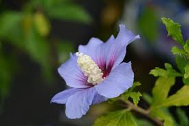Blue Kawaii Japanese – Garden Flower Seeds