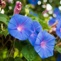 Matsushima Japanese Morning – Garden Flower Seeds